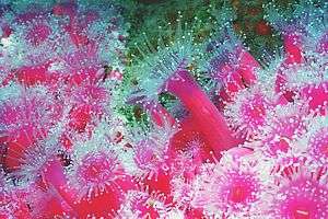 jewel anemone (Corynactis haddoni)