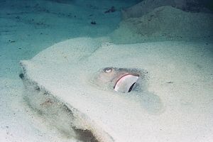 closeup of large short-tailed stingray