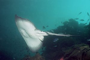 A male stingray hagns a sharp right turn