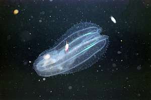 sea gooseberry by night