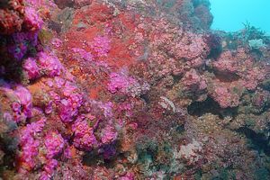 jewel anemone (Corynactis haddoni)