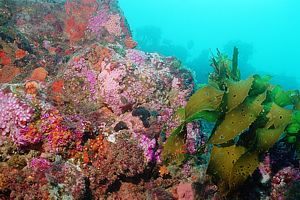 jewel anemone (Corynactis haddoni)