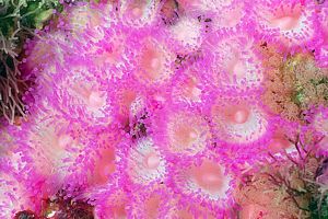 jewel anemone (Corynactis haddoni)