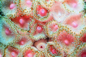 jewel anemone (Corynactis haddoni)