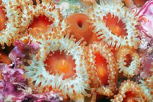 jewel anemone (Corynactis haddoni)