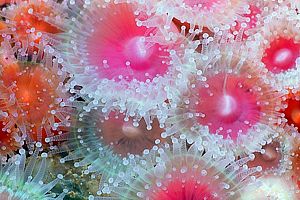 jewel anemone (Corynactis haddoni)