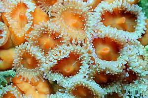 jewel anemone (Corynactis haddoni)