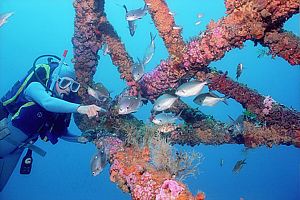 jewel anemone (Corynactis haddoni)