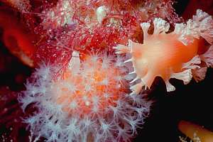 Tritonia pausing before attacking alcyonium