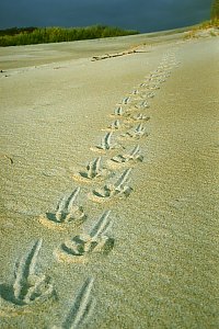 f210523: yellow eyed penguin tracks