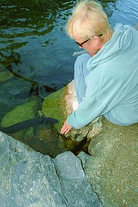 f211513: an eel smells the hand that touches the water