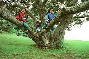 f981208: childrren playing in a rugged coastal tree