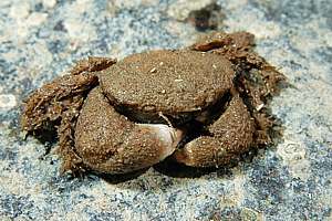 hairy crab (Pilumnus sp.)