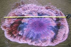 purple lion mane jelly Cyanea capillata