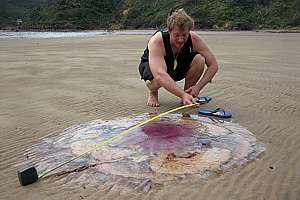 gigantic purple lion mane jelly