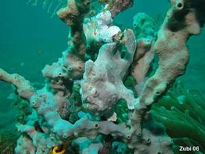 Antennarius pictus. The painted frogfish