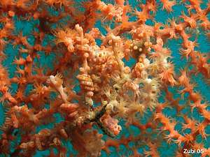 Hippocampus bargibanti. the pygmy seahorse, a crowd