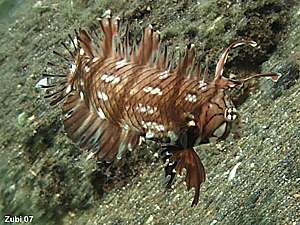 Novaculichthys taeniourus. The dragon wrasse or rockmover wrasse