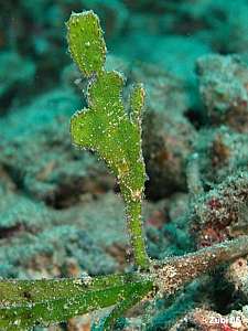 Solenostomus halimeda. The halimeda ghost pipefish