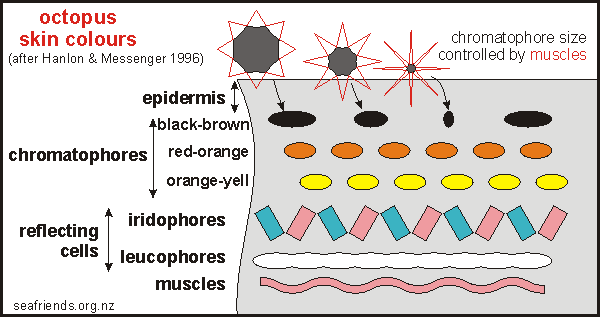 octopus skin biology