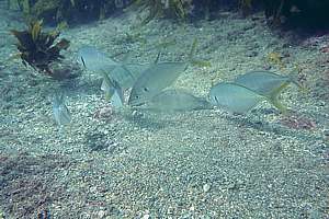 group of trevally (Pseudocaranx dentex)