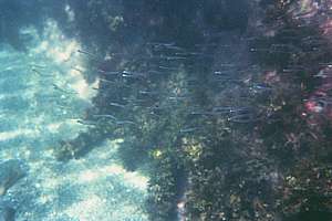 school of whitebait (Galaxias sp.)