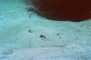 short tail stingray (Dasyatis brevicaudata)