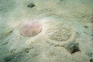 snapper biscuits (Arachnoides zelandiae)