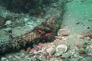 male and female potbellied seahorse (Hippocampus abdominalis)