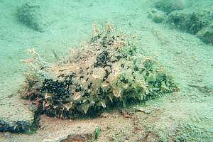 hairy sea hare Bursatella glauca