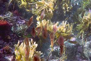 young broad squid (Sepioteuthis australis)