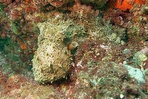 sand octopus (Octopus gibbsi)