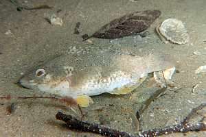 male spotty (Pseudolabrus celidotus) sleeping