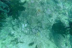 turned stones reveal an octopus den