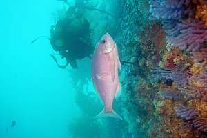 old pink maomao (Caprodon longimanus)