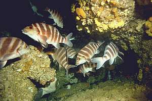 red moki (Cheilodactylus spectabilis) sleeping in cave