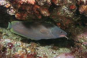 rock cod (Lotella rhacinus)