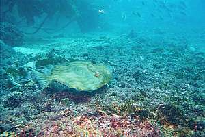 john dory (Zeus faber) hunting