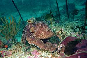 an octopus crawling