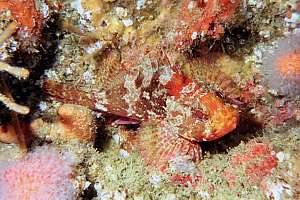 dwarf scorpionfish (Scorpaena papillosus)