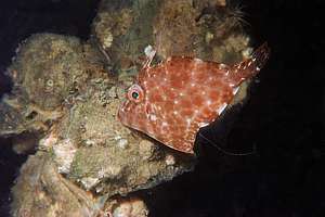 baby leatherjacket (Parika scaber)