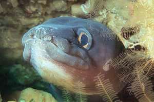 common conger eel (Conger verreauxi)