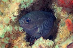 male two-spot demoiselle (Chromis dispilus) sleeping