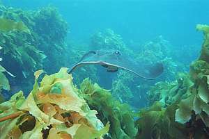 short tail stingray (Dasyatis brevicaudata)