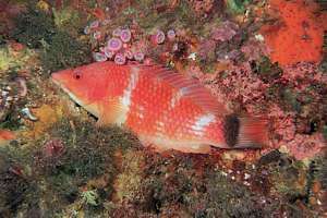 scarlet wrasse (Pseudolabrus miles) sleeping