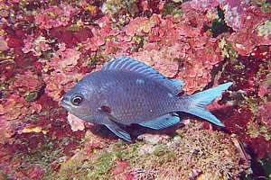 male two-spot demoiselle (Chromis dispilus) sleeping