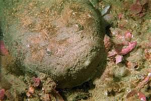 brown stargazer (Gnathagnus innotabilis)