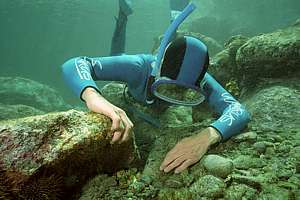 a skin diver finds a baby octopus