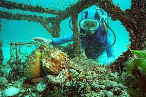 the sand octopus takes refuge inside a disused cray pot