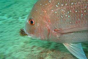 snapper eating sea urchin